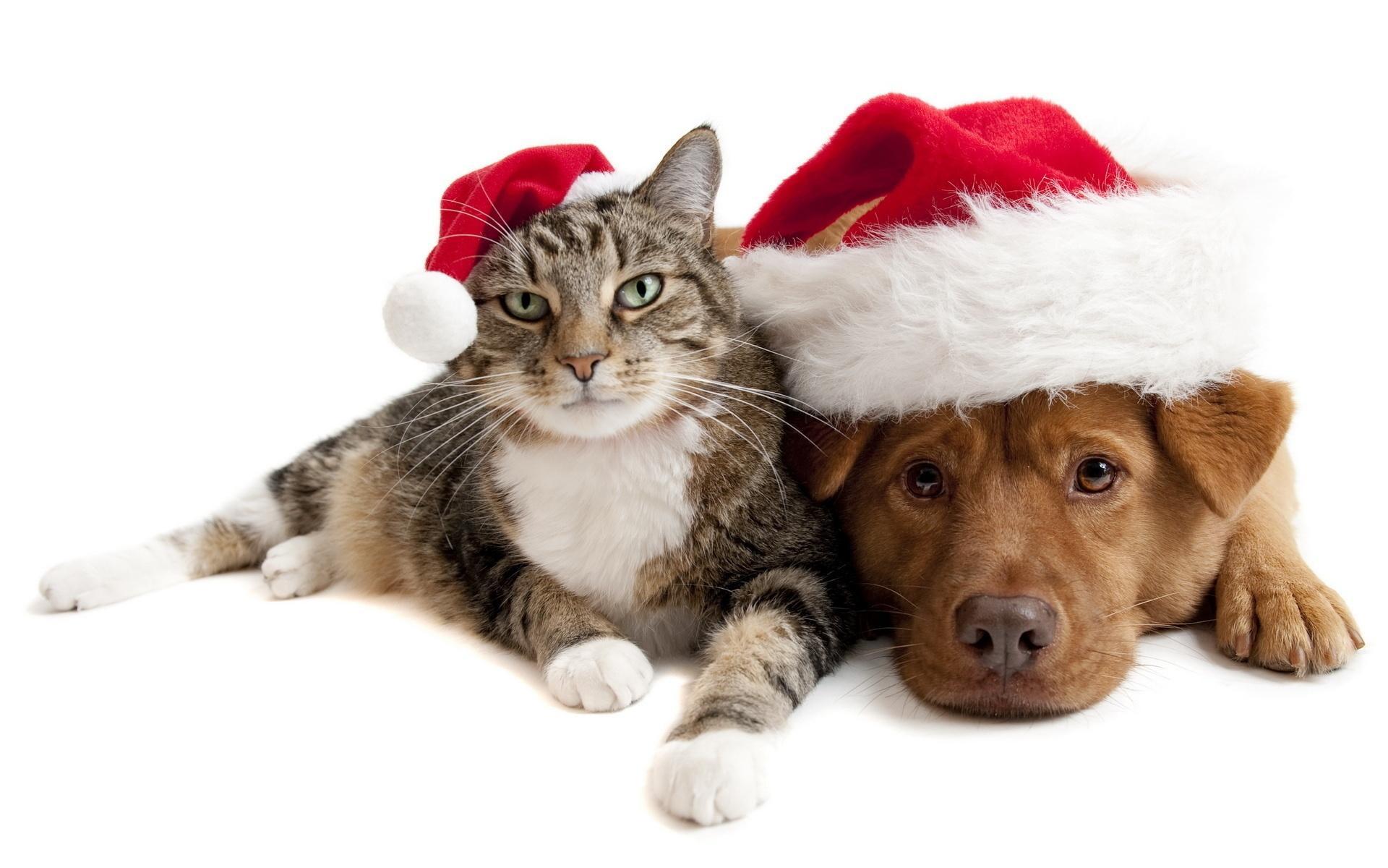 A temporada de natal e boas festas começou para os pets