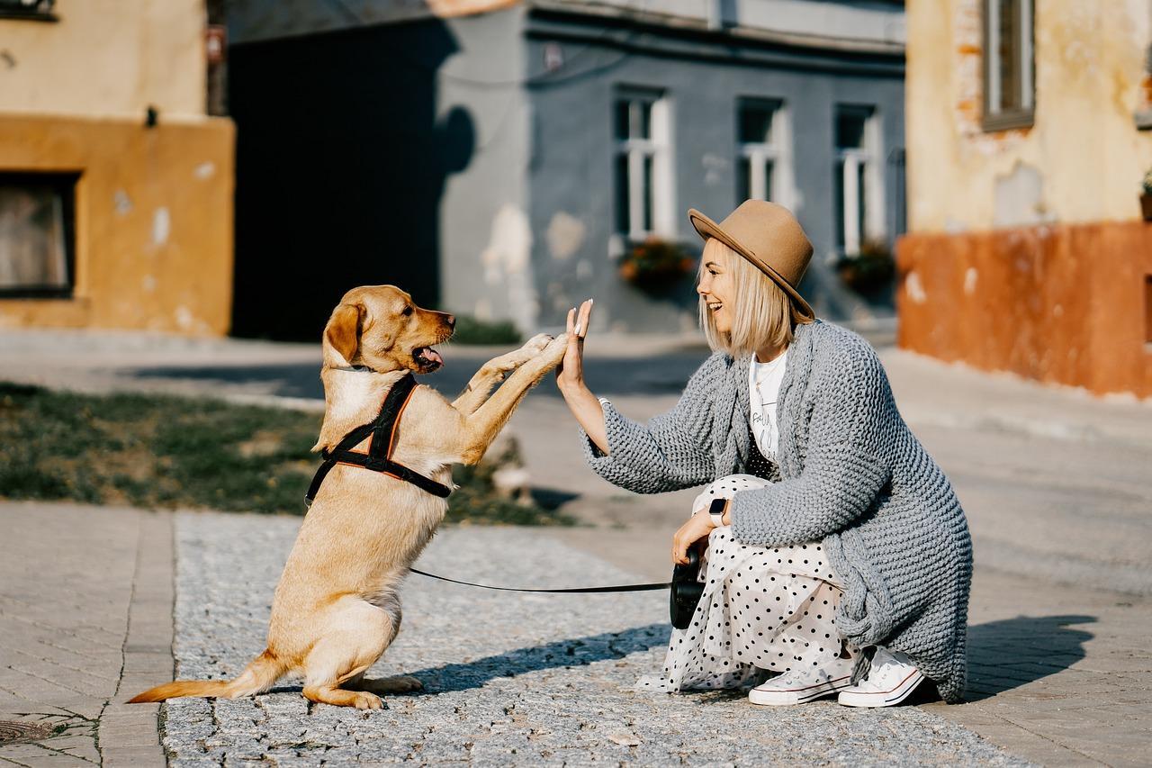 Cão-guia e a importância do auxílio às pessoas com deficiência visual