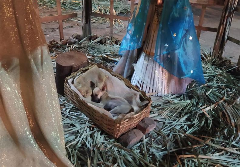 Cãozinho dormia tranqulilamente e não se preocupou com os flashs