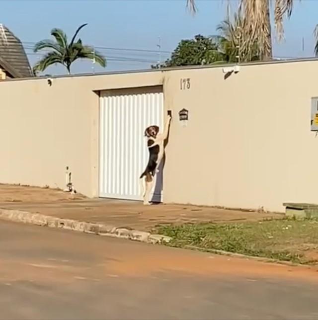 Cão toca campainha para entrar em casa