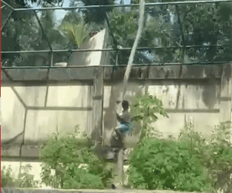 Homem invade jaula de leoa e morre na Paraíba