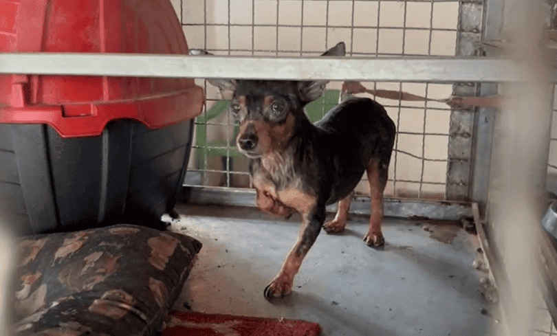 Cães que estavam em canil clandestino foram encontrados maltratados