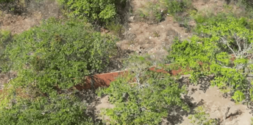 Imagens de drone mostram suspeitos tentando fugir pela mata no bairro Santa Maria em Parnaíba