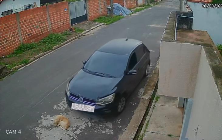 Cachorro atropelado no bairro Socopo, zona Leste de Teresina