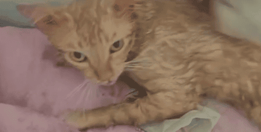Gato laranja resgatado pela Polícia Militar em Paulistana