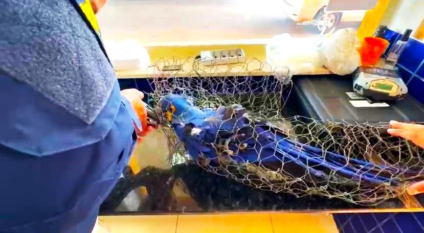Arara-azul resgatada pela PRF