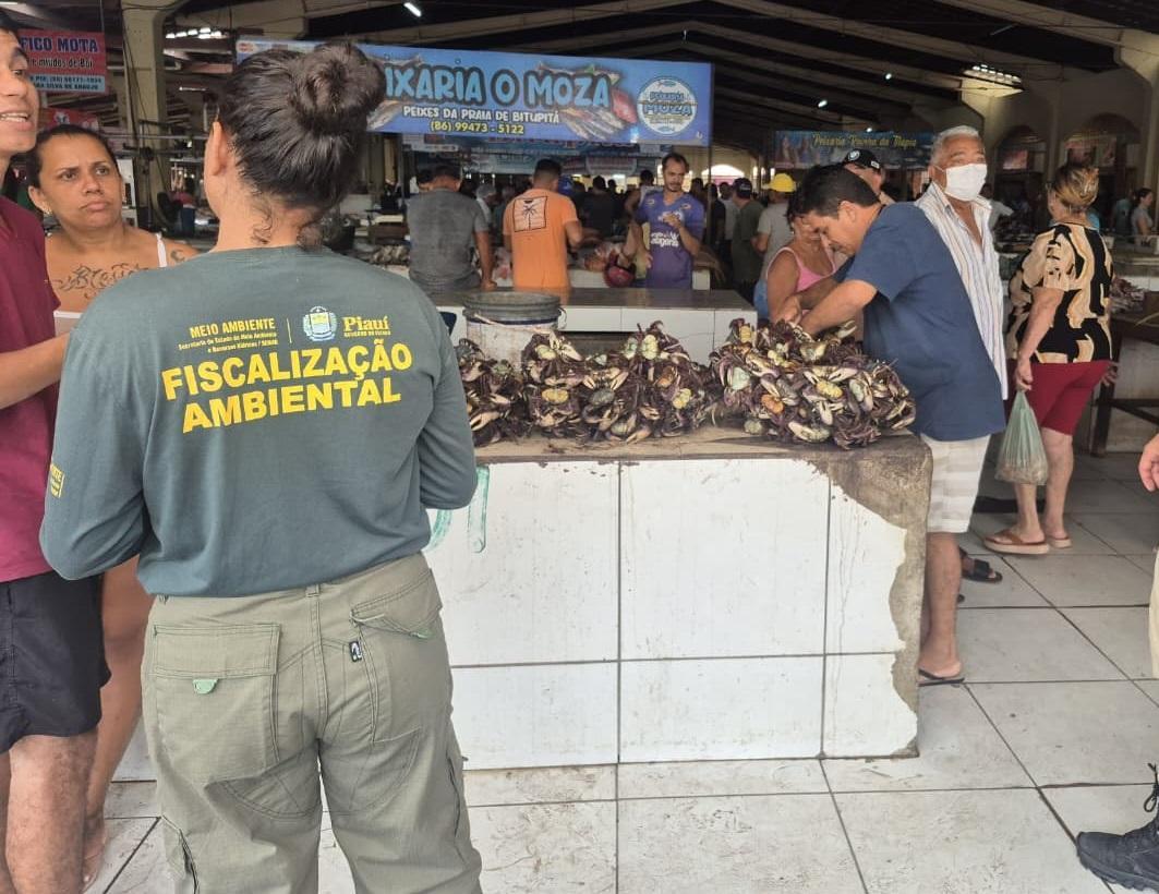 Semarh realizou apreensões de caranguejo em pontos de venda e nas áreas de manguezal