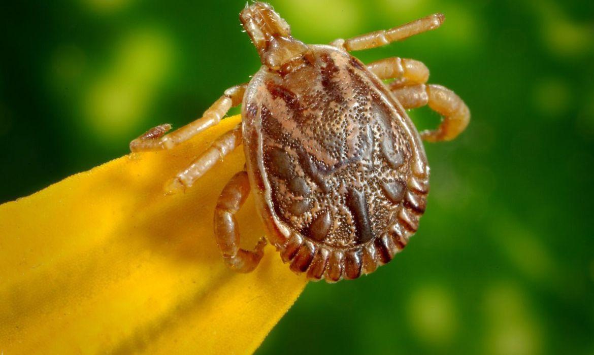 Carrapato hospedeiro da doença bacteriana