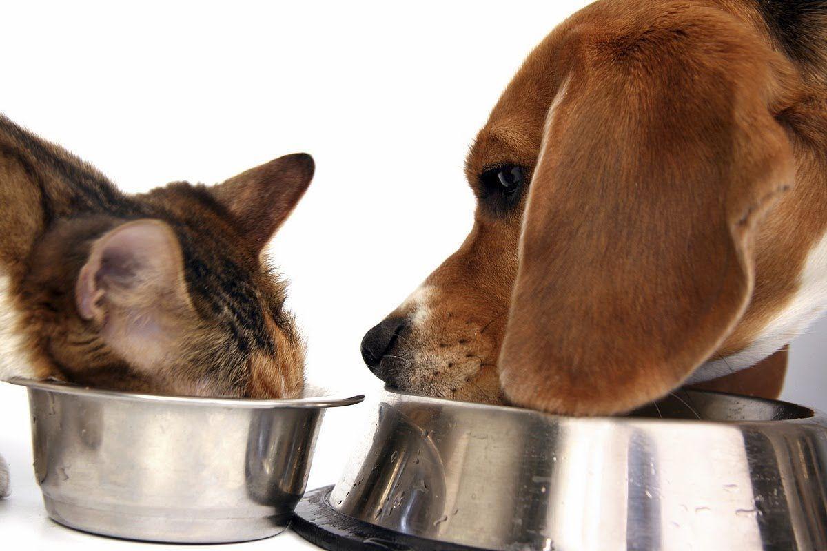 O foco será na produção de ração para cães e gatos