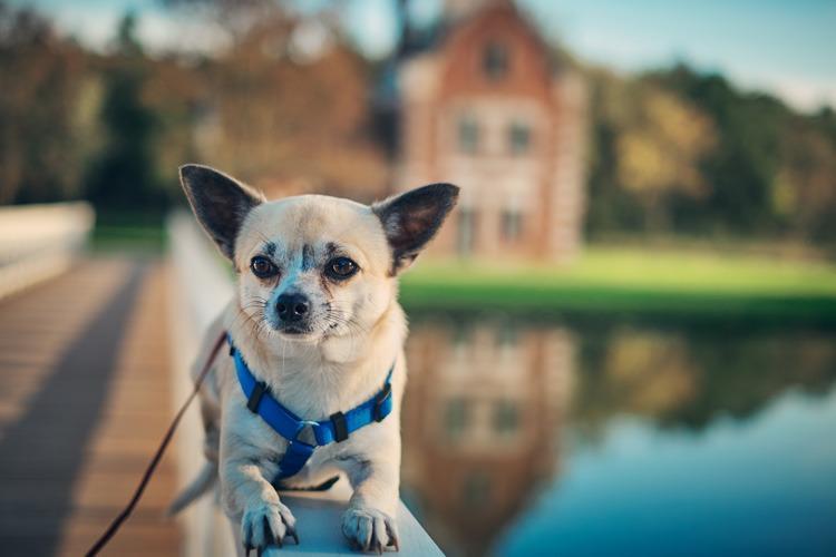 Raças de cães