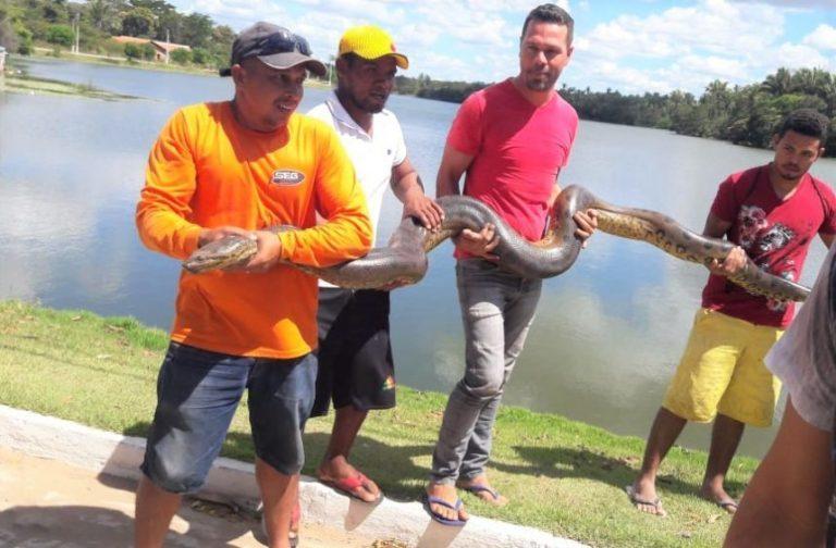 Cobra capturada