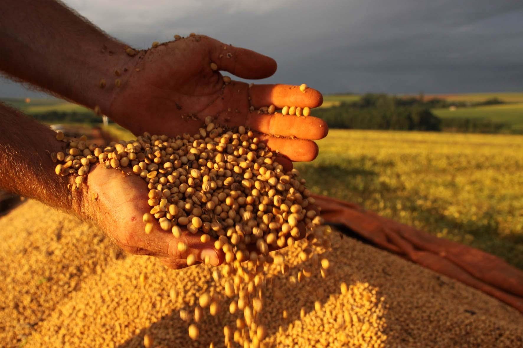 Produção de soja deverá apresentar crescimento em 2024