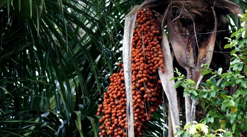 Imagem ilustrativa/Árvore de Buriti
