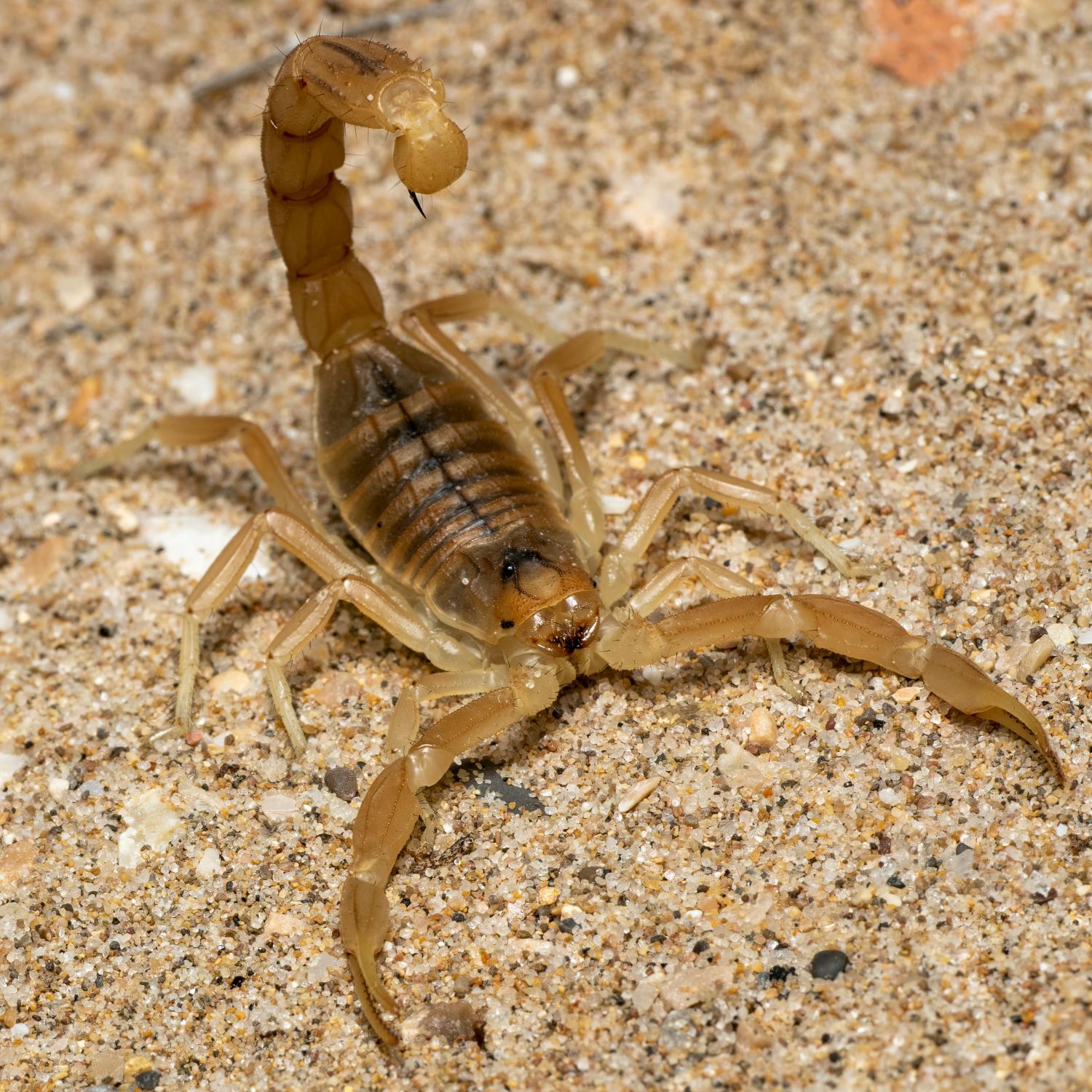 Cresce o alerta para acidentes com escorpiões que atingem animais de estimação