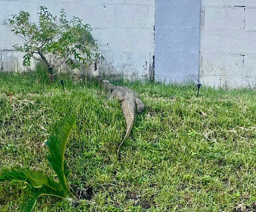 Jacaré foi capturado pelo Batalhão de Polícia Ambiental