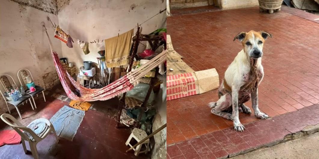 Idosa e dez animais são resgatados após denúncia de abandono em residência no litoral do Piauí.