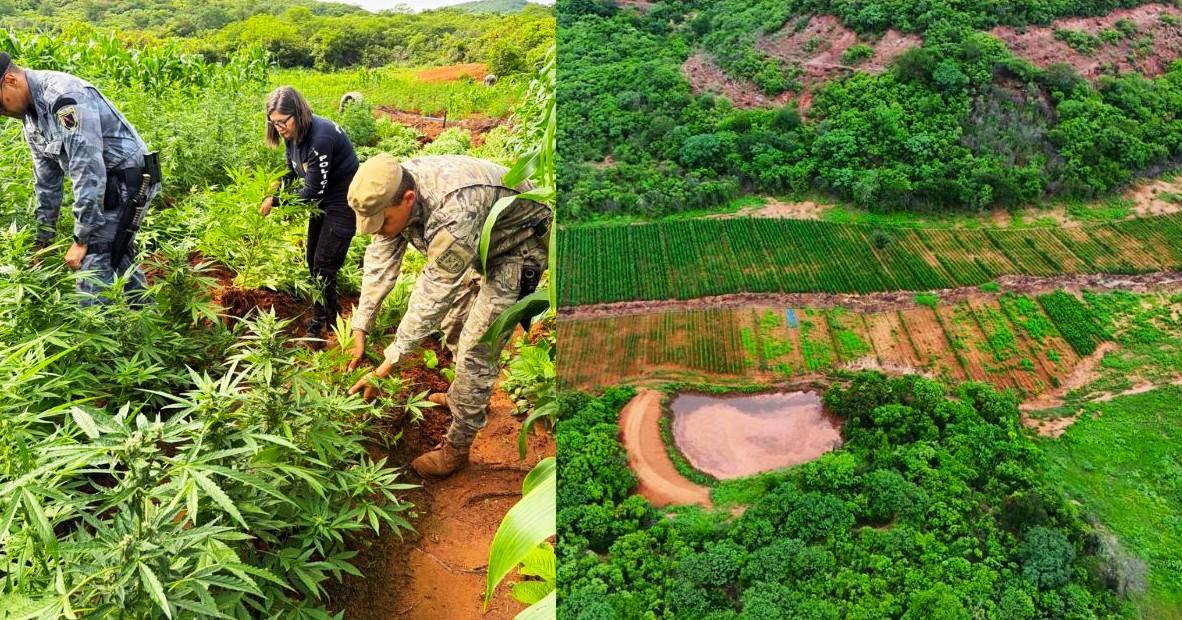 Plantação com mais de 115 mil pés de maconha foi encontrada em área rural de Vera Mendes, no Piauí.