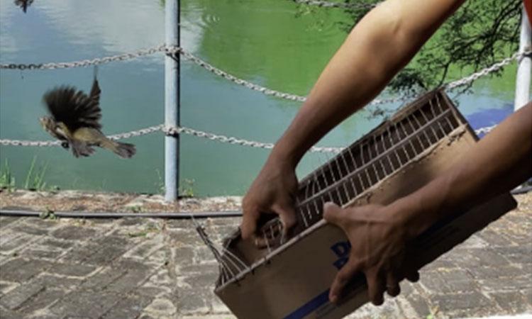 Pipira ganha a liberdade depois de apreensão pela Polícia Ambiental