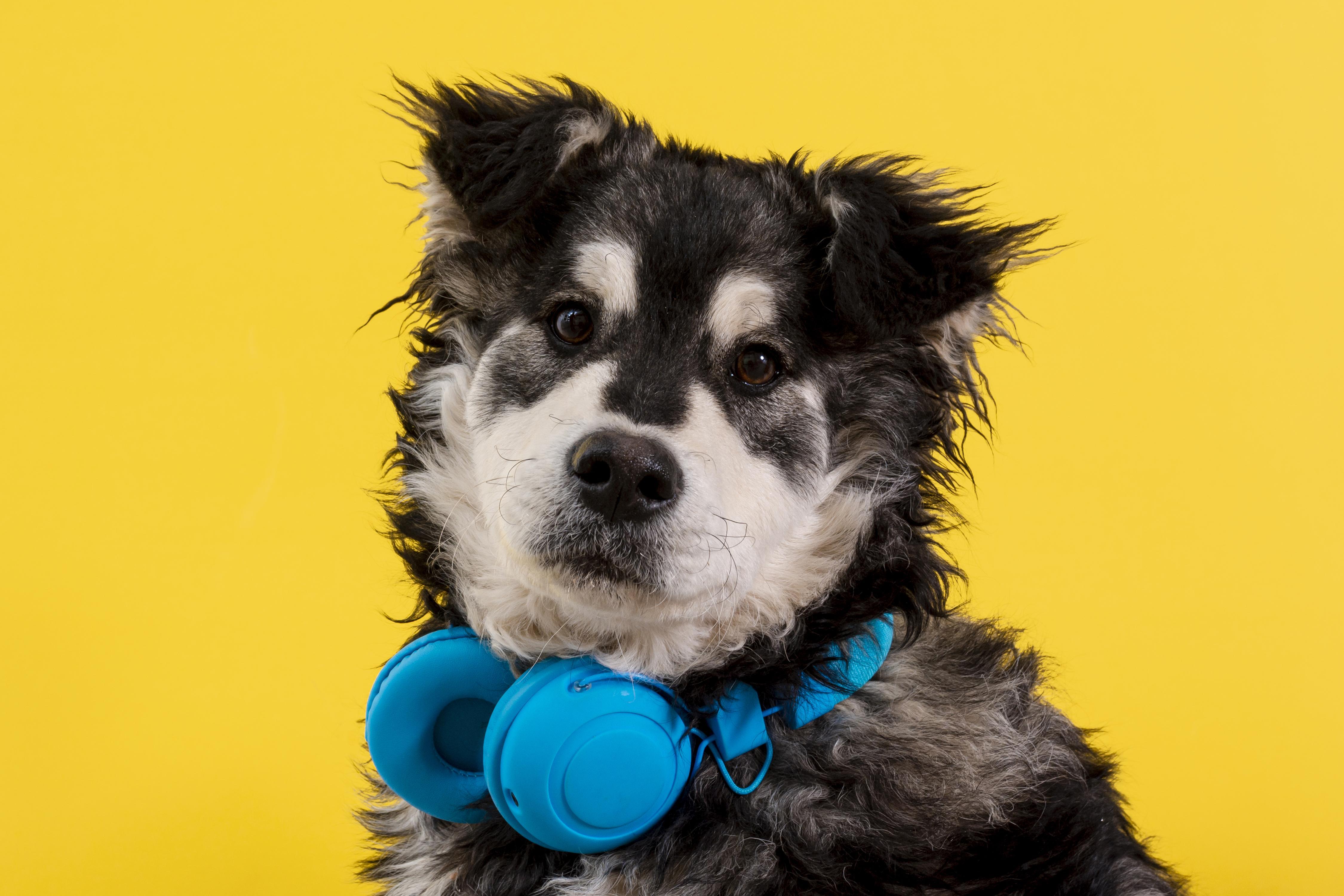 Dog fone