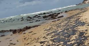 Oleo chega ao Delta do Parnaíba, santuário ecológico