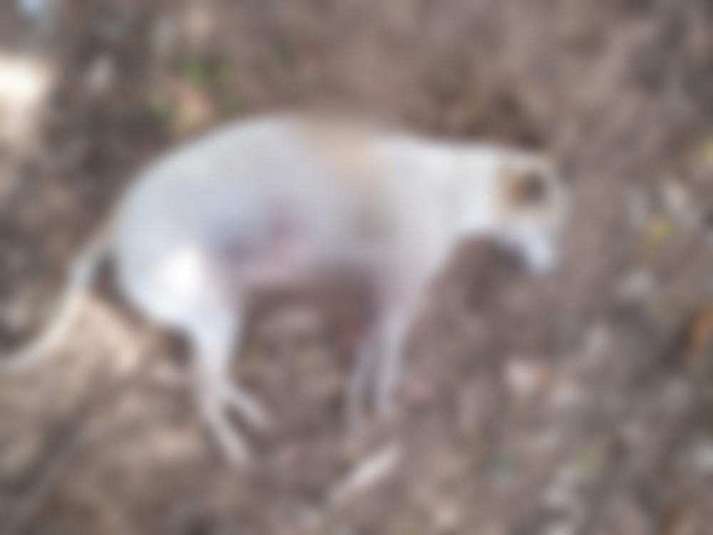 Idoso é preso suspeito de matar cachorro