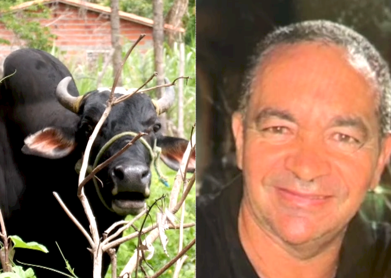 Dono de clube é morto pelo boi de estimação na Zona Rural de Teresina