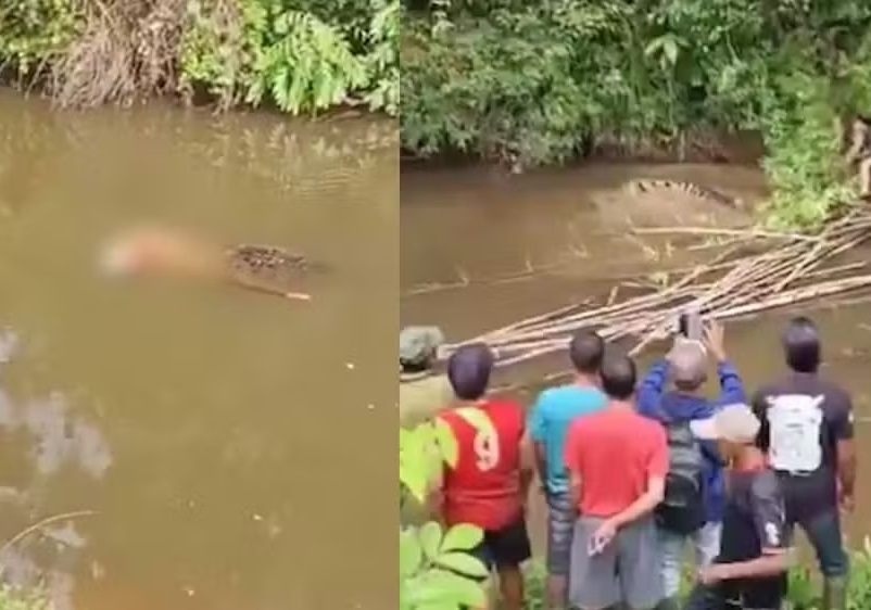 Crocodilo mata mulher que catava mariscos; vídeo mostra animal carregando o corpo