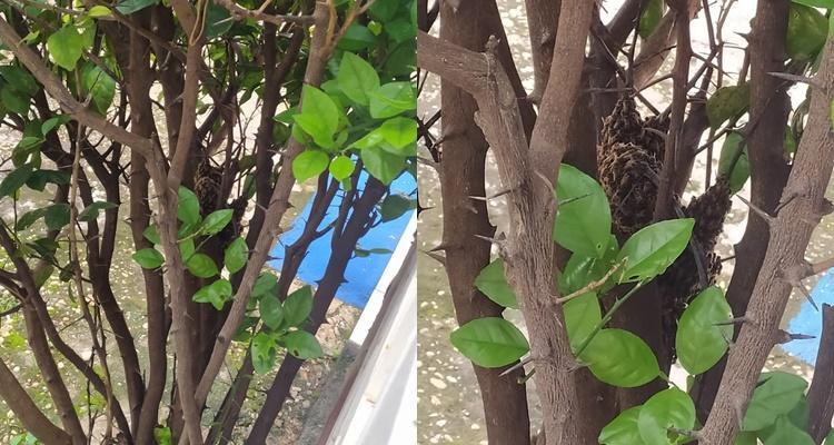 Enxame de abelhas invade condomínio em Teresina
