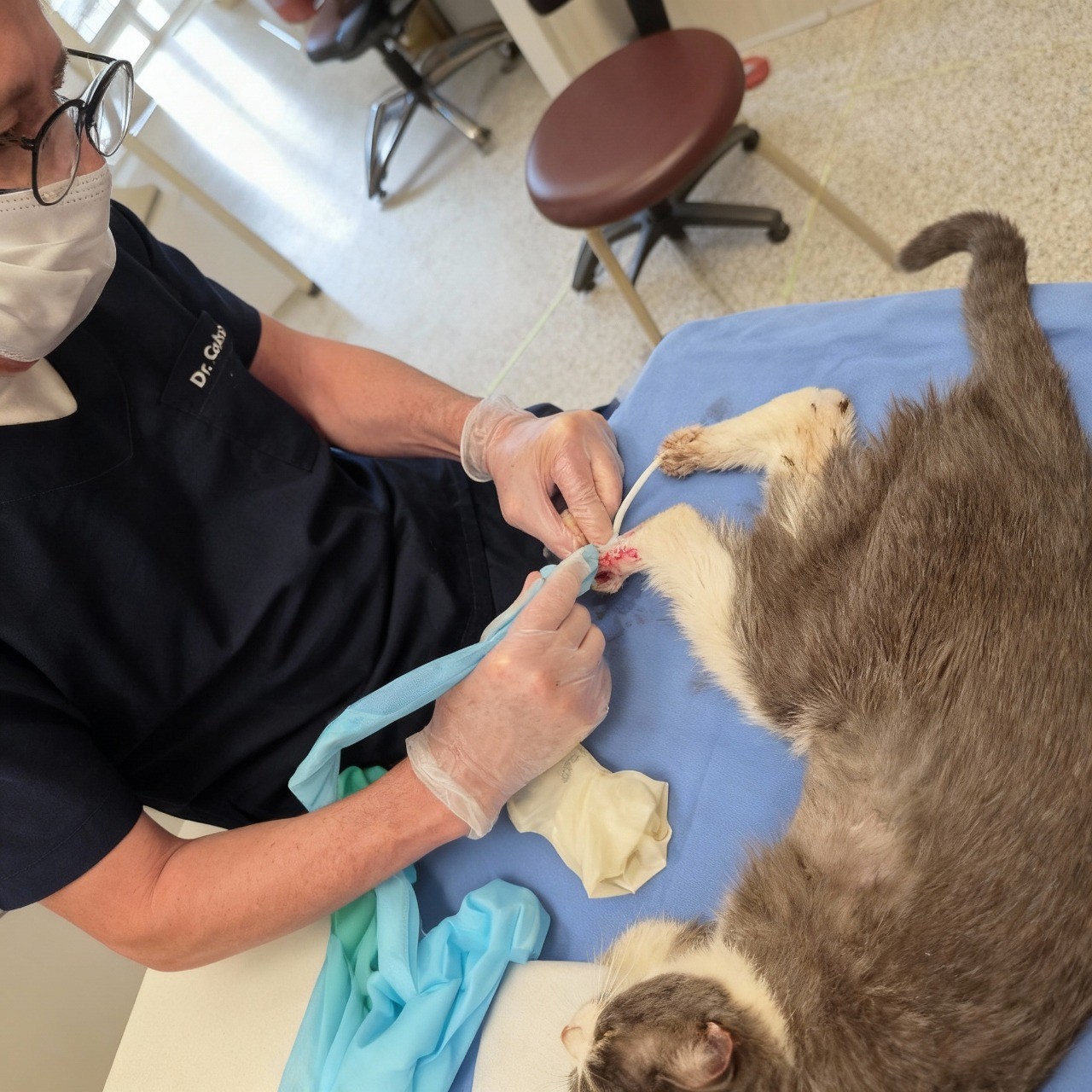 Esporotricose felina se espalha e coloca saúde pública em risco