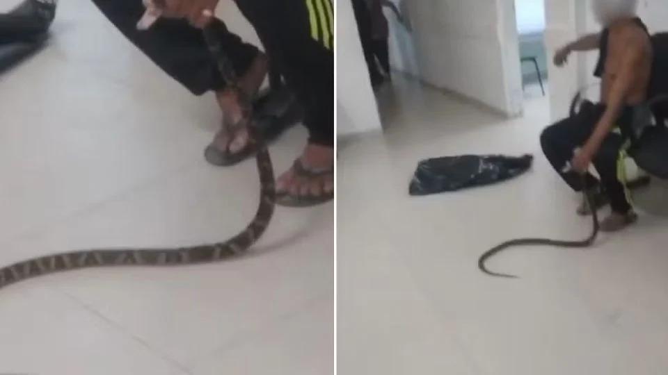 Homem com a jararaca na UPA