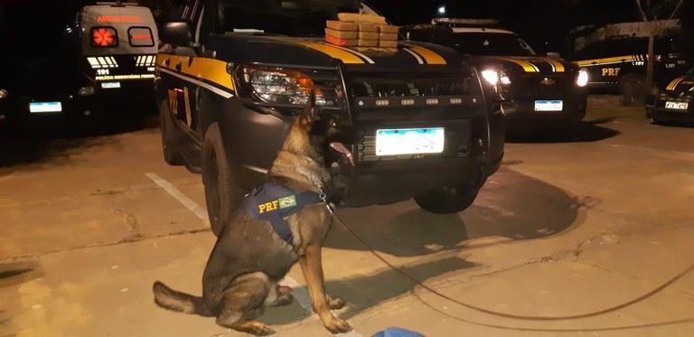 Cão farejador encontrou drogas no carro