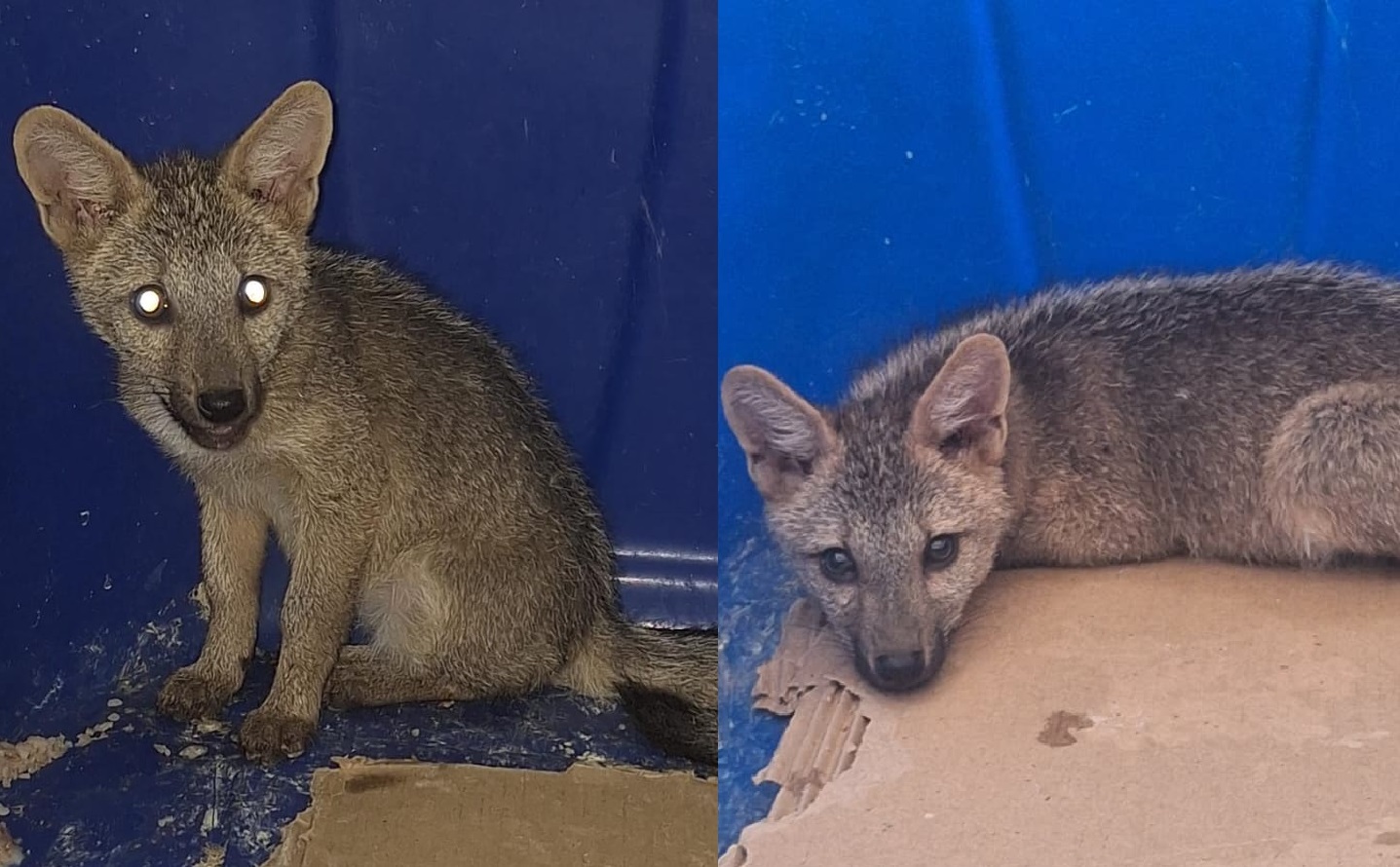 Filhote de raposa é resgatado após morder moradora na zona rural de Caxingó