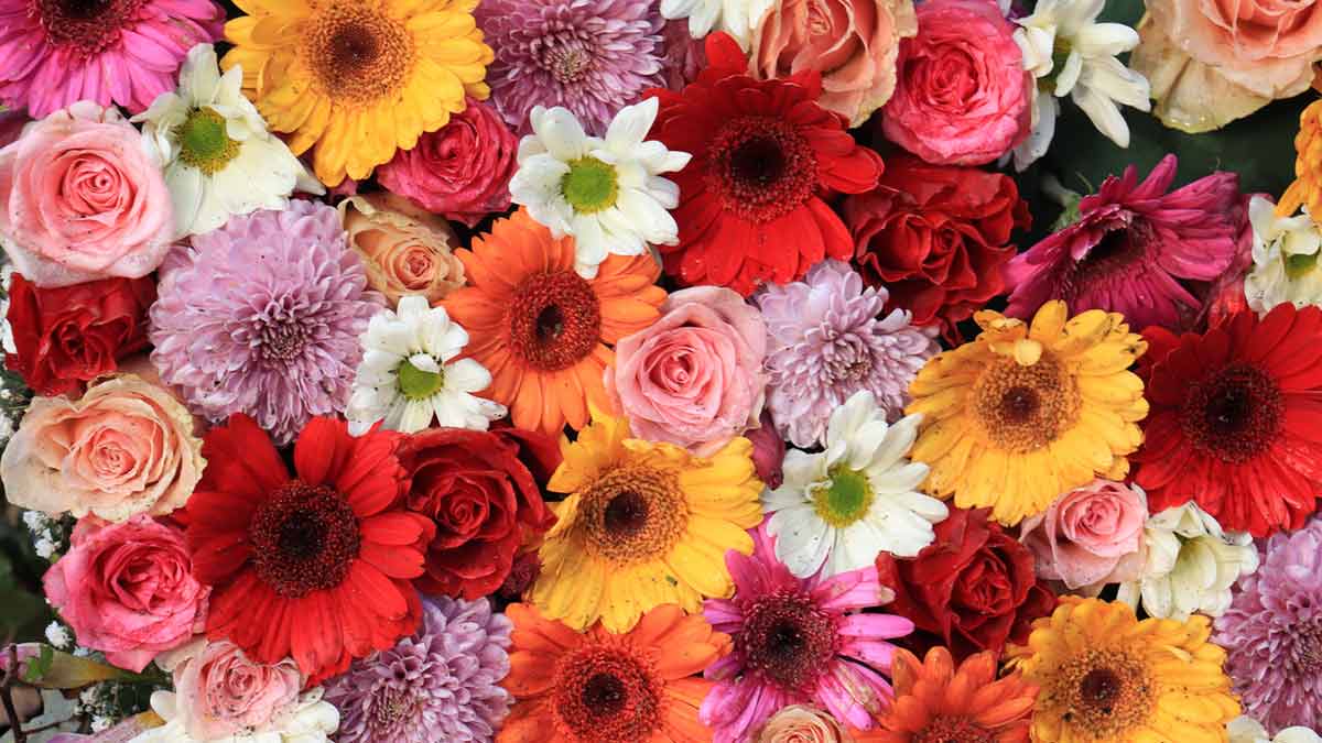 Floricultura Li lança campanha para apoiar diaristas de eventos