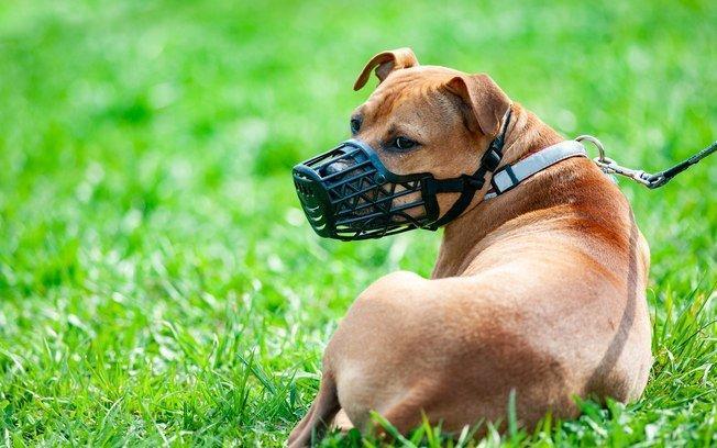 Questionamento em THE: uso de focinheira para cães em passeio público
