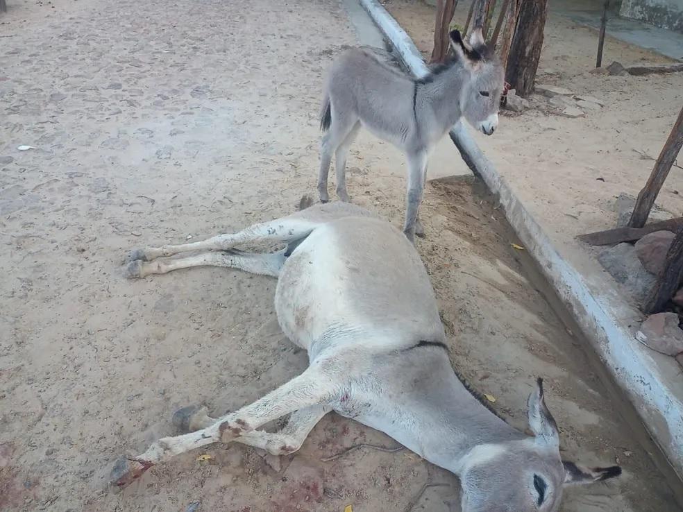 Animal foi morto ao lado do filhote