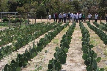 Palma forrageira, resultado de ações realizadas com recursos do FIDA