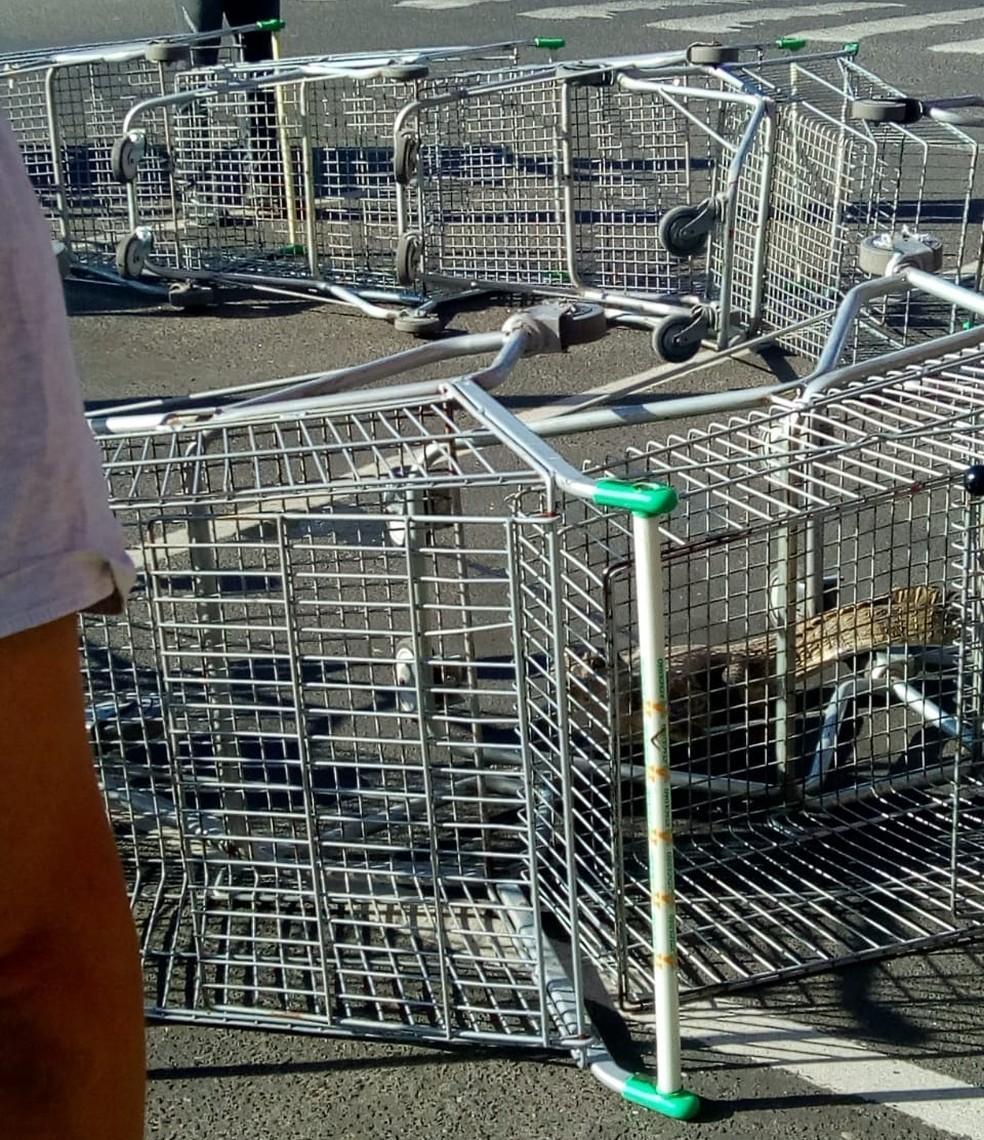 Jacaré encontrado em supermercado