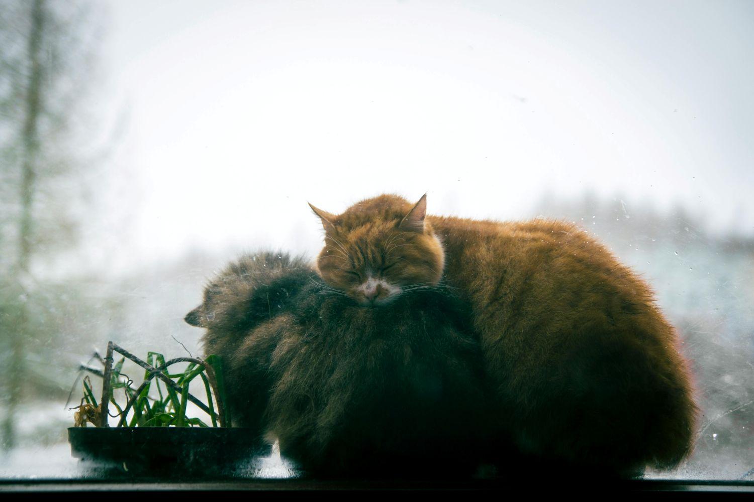 Frio intenso aumenta riscos para cães e gatos no Brasil