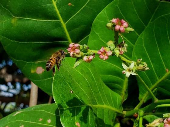 Assimetria flutuante como bioindicadora de estresse ambiental em Melipona subnitida Ducke