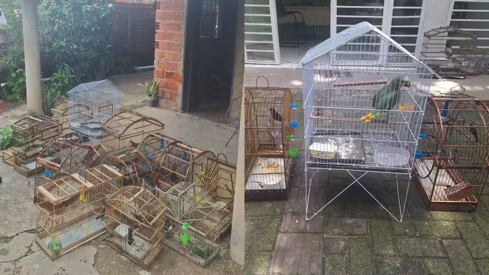 Aves silvestres são resgatadas de casa na zona rural e responsável é autuado por crime ambiental