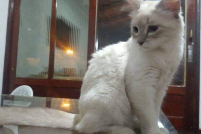 Gato infectado com o novo coronavírus é de Mato Grosso