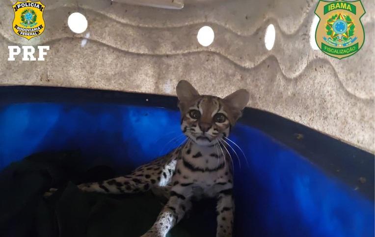 Gato-maracajá