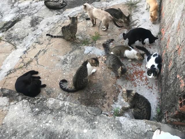 Gatos abandonados no Centro Administrativo