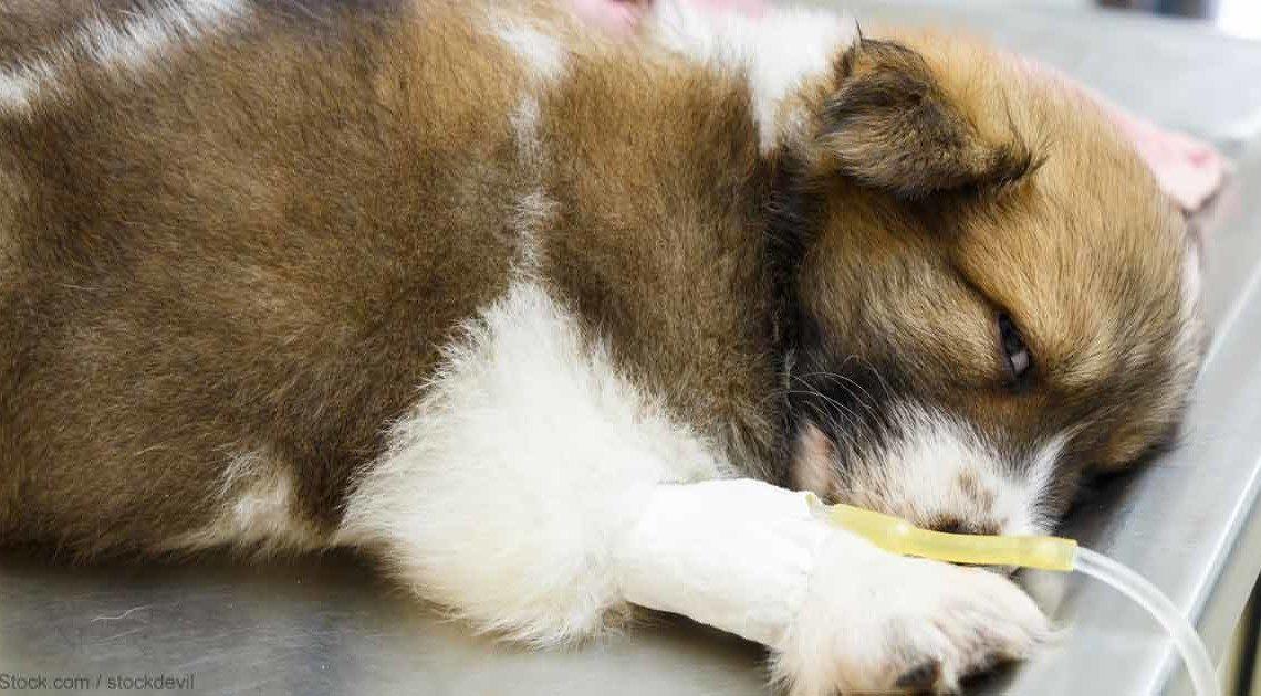 Cachorro com parvovirose