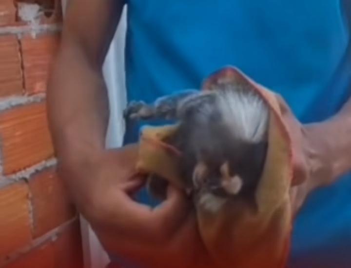 Depois de reanimado o animal ficou sob cuidados do órgão responsável