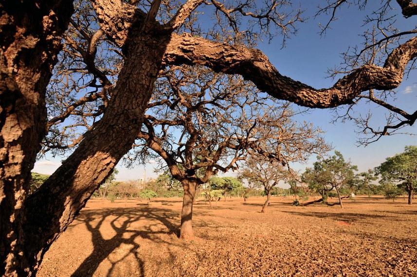 Caatinga