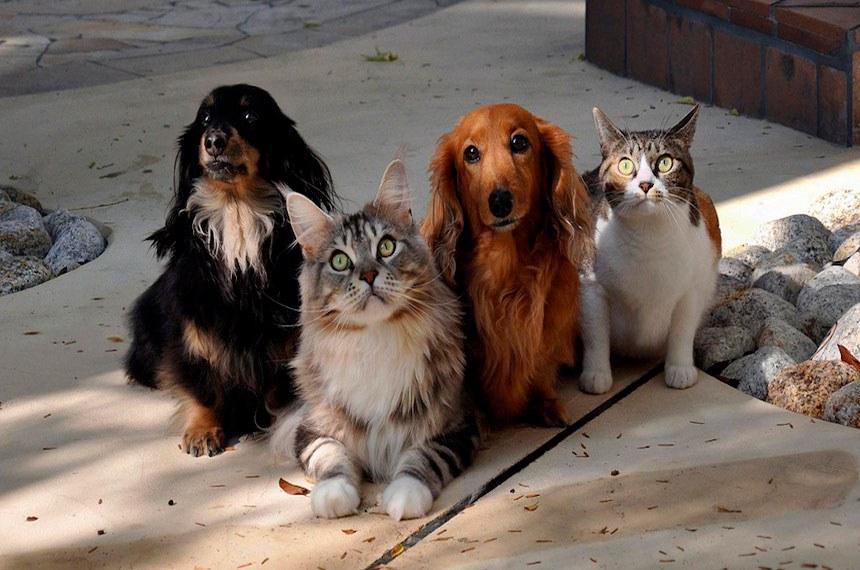 Guarda compartilhada de animais e lei sancionada pelo governo federal