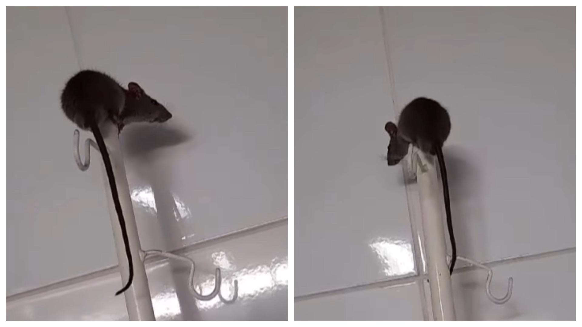 O rato foi morto por uma acompanhante de paciente