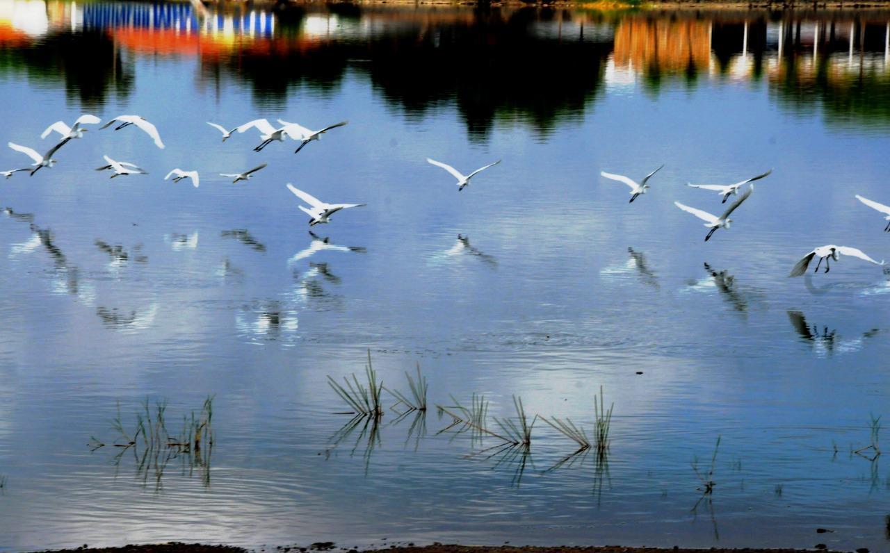 Garças no espelho d´água do açude grande de Campo Maior - Nordeste - Brasil.  Viva o Piauí.