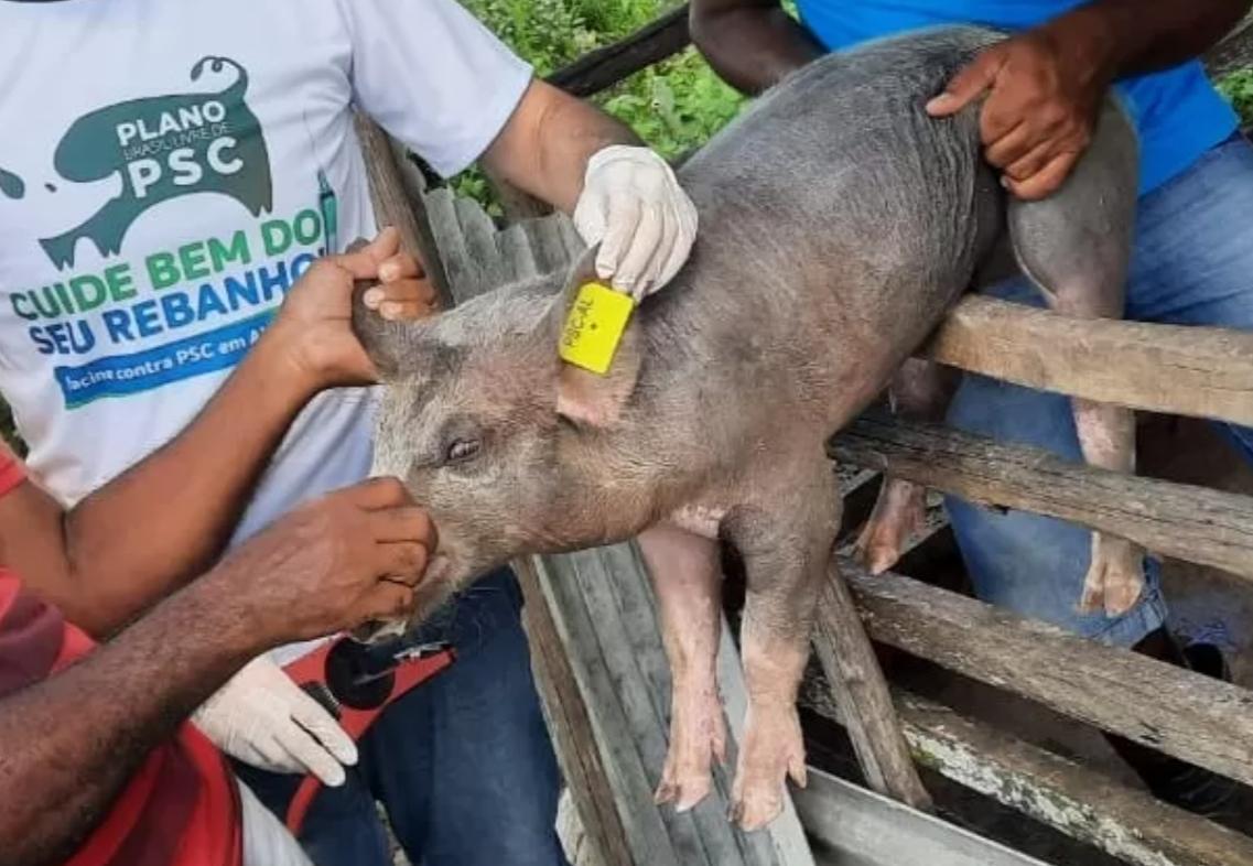 Peste Suína pode ser prevenida com vacina